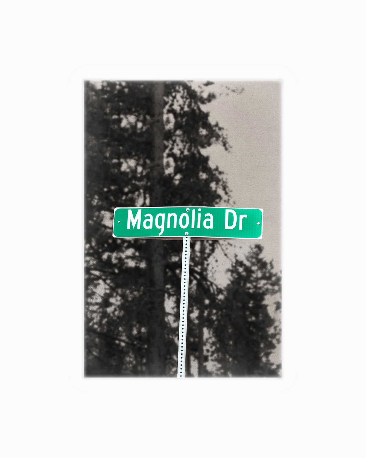 Magnolia Dr