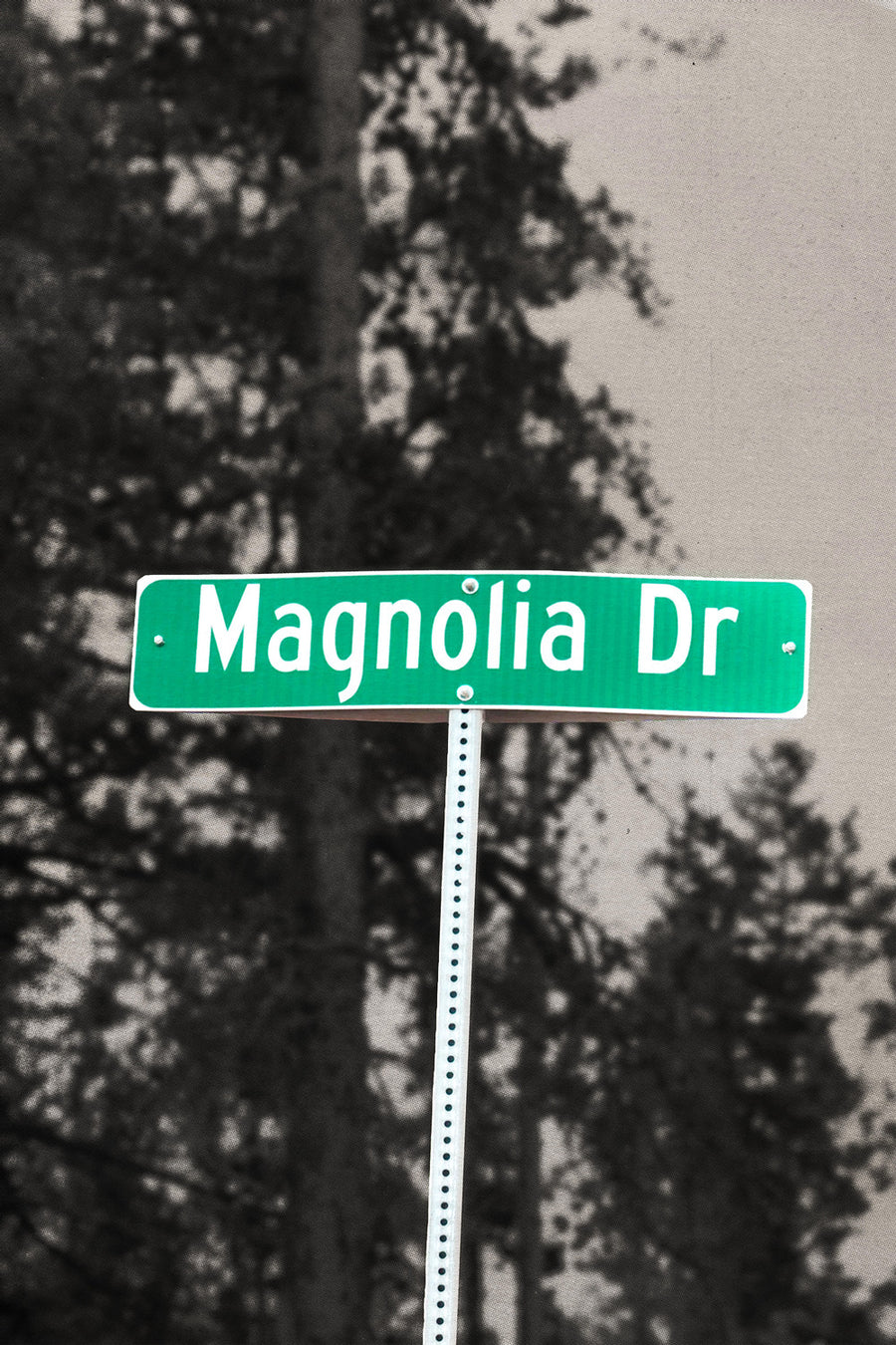 pine-green-upclose Magnolia Road Poster - Altitude Running Art closeup detail on semi-gloss paper